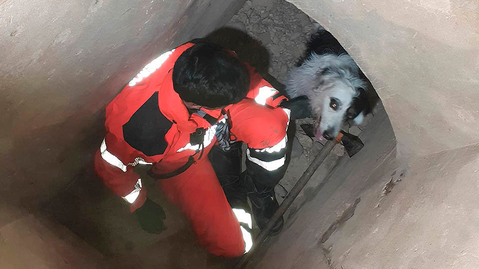bomberos rescate perra emma