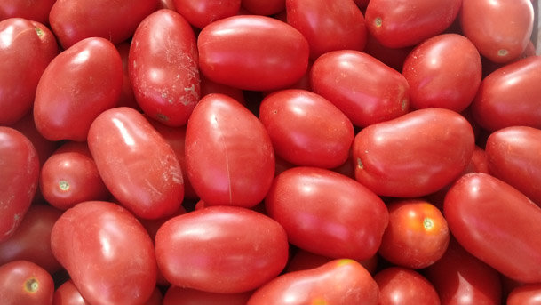 tomate cadreita 2