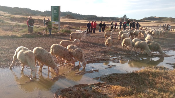 Trashumancia El Paso