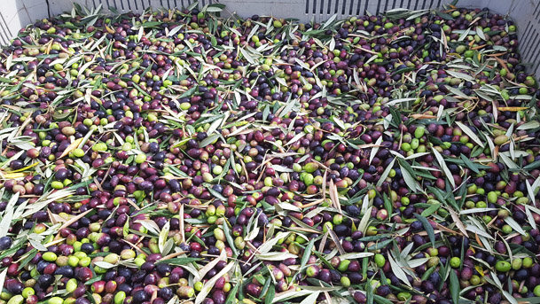 Olivas de Fustiñana