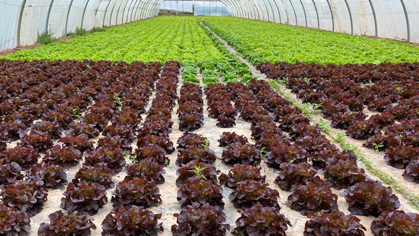 Verduras de Calahorra
