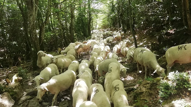 Ovejas trashumantes Salazar