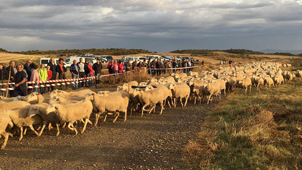 Entrada Ovejas Bardenas