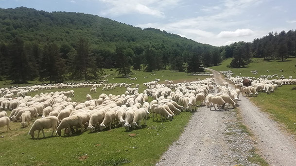 Trashumancia Valles