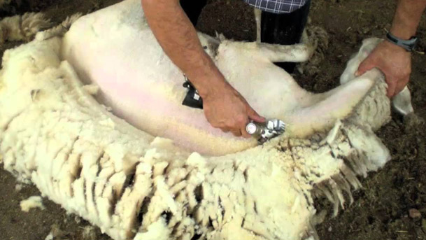 esquilar ovejas