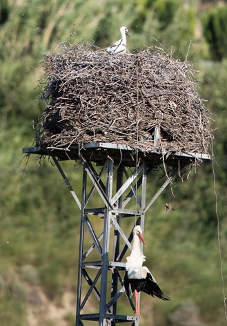 Nido Cigüeñas Tudela