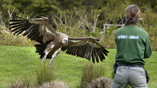 sendaviva rapaces