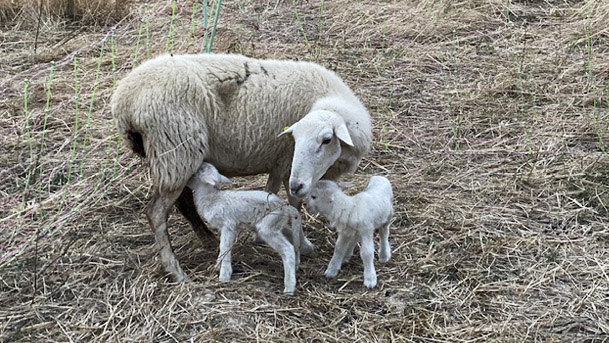 Cordero de la Bardena
