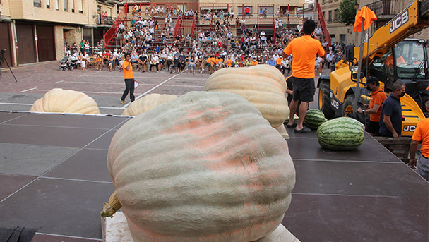 valtierra calabazas gigantes2