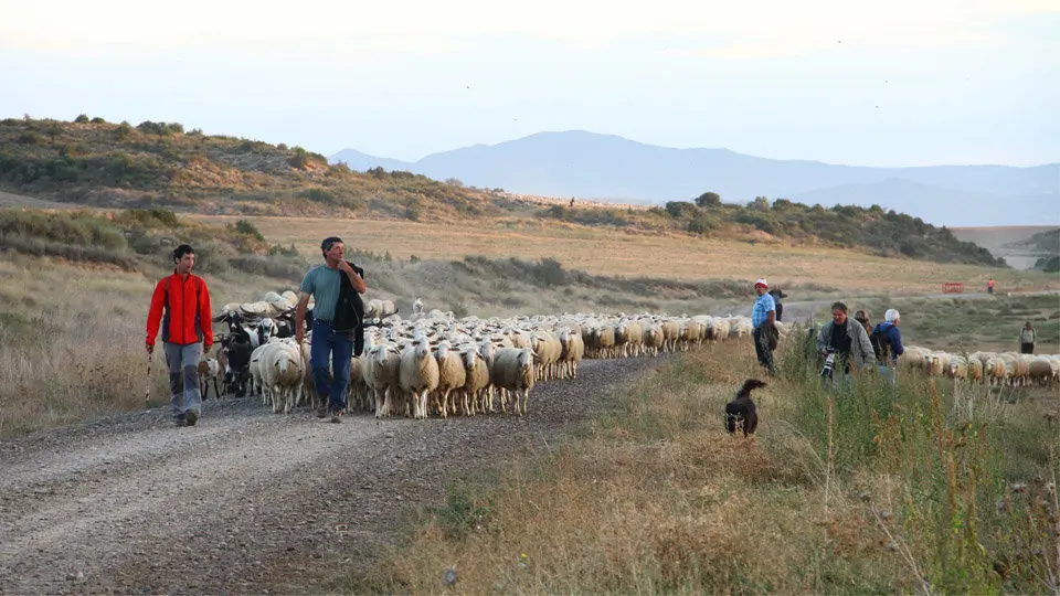 Trashumancia Bardenas