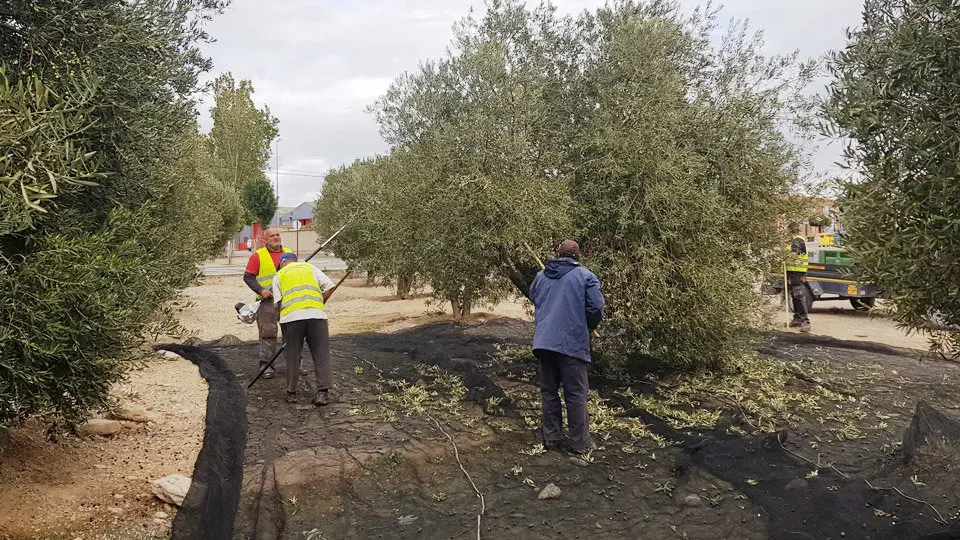 Recoleccion olivas en Fustiñana