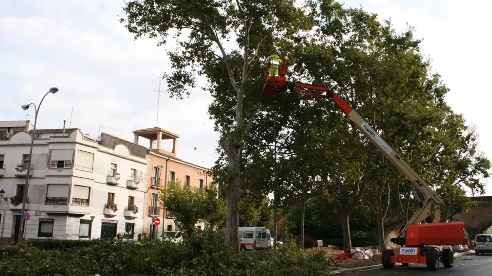 Apeo del platanero de 15 metros situado en la mediana del Paseo Pamplona de Tudela