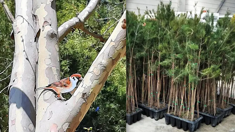 El Día del Árbol se celebrará en toda la Ribera con distintas inicitivas