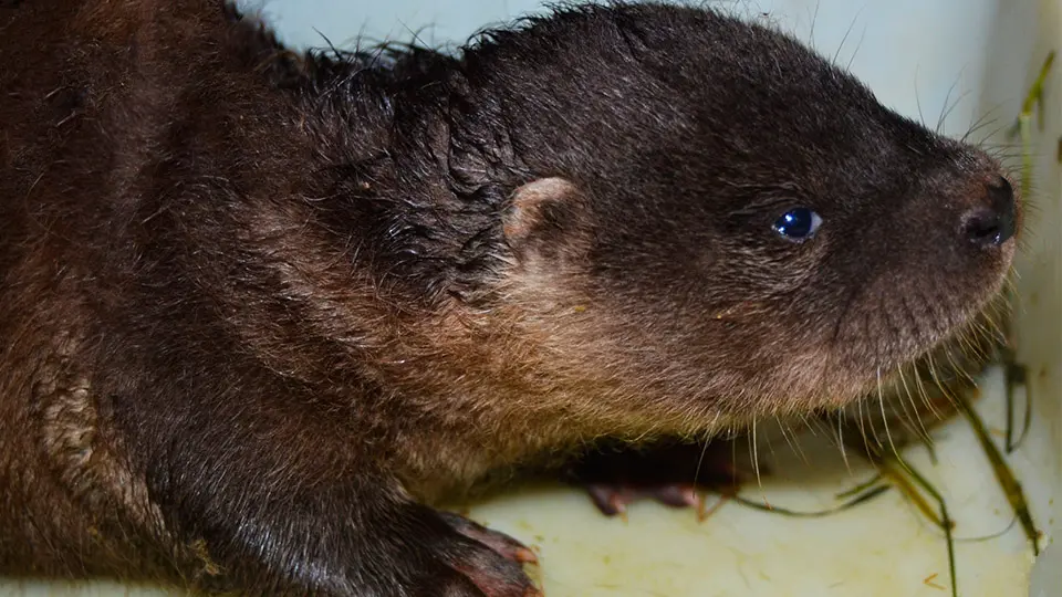 nutria sendaviva