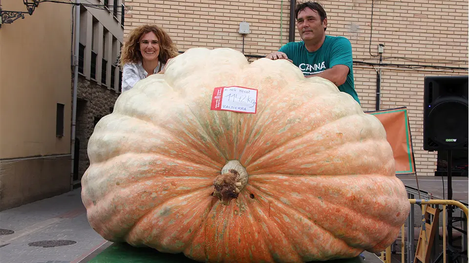 valtierra calabazas gigantes