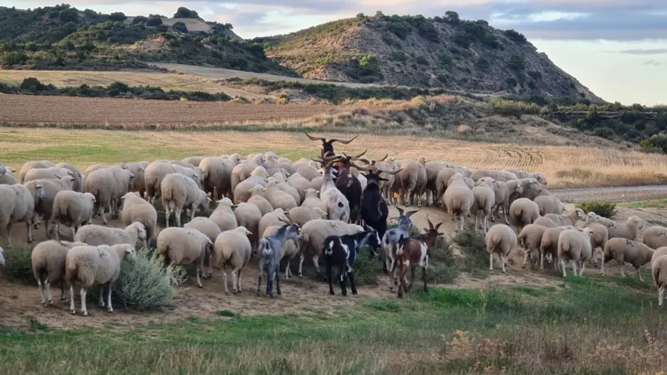 Trashumancia en Bardenas 2021