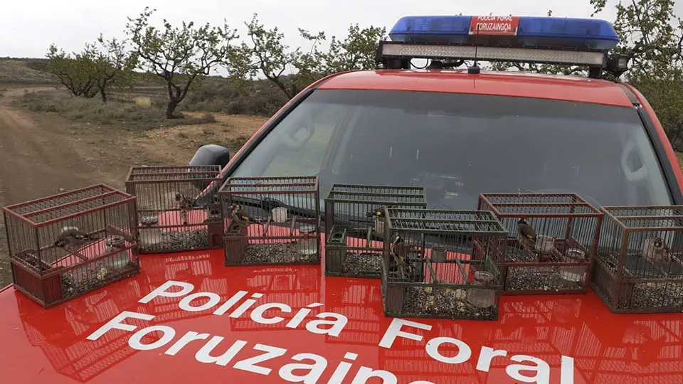 policia foral jilgueros silvestres