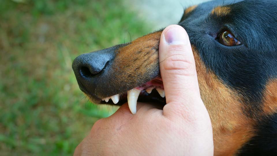 Perro mordiendo una mano. imagen de archivo