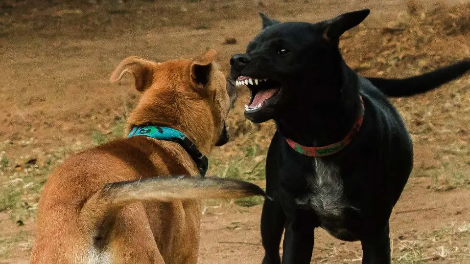 Pelea de perros Foto de archivo