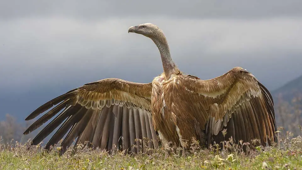 Buitre leonado con alas abiertas