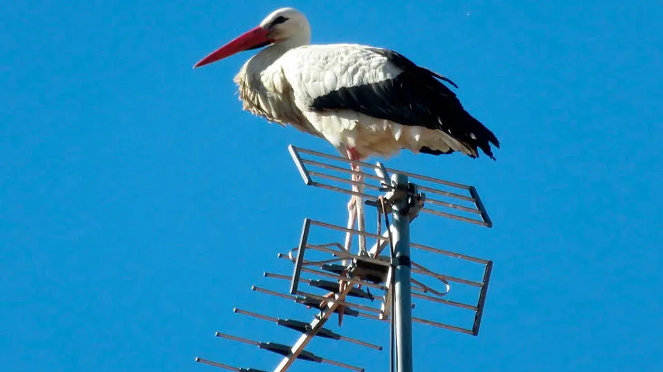 cigüeña antena