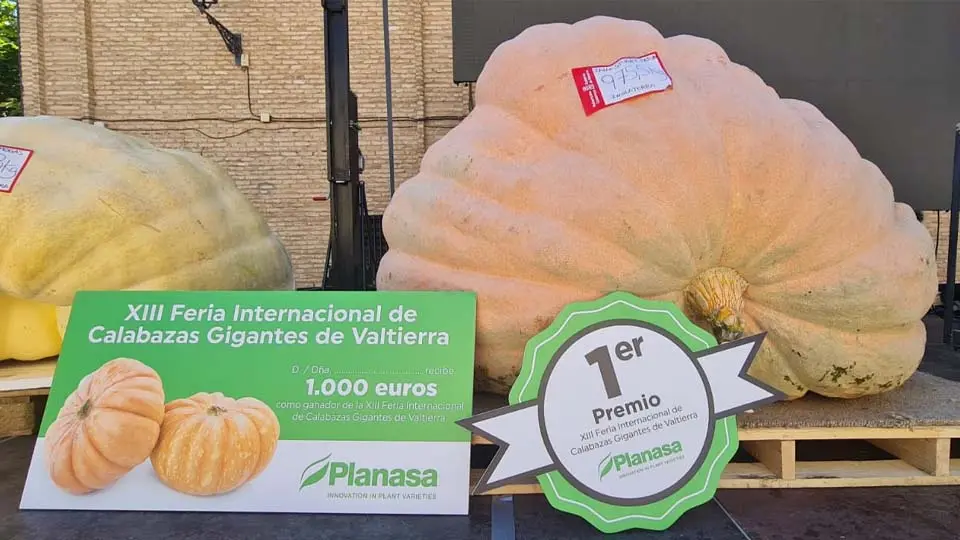 Calabaza ganadora en Valtierra 2022