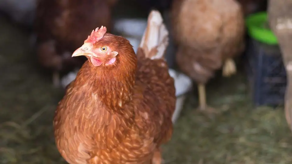 Gallina en un corral