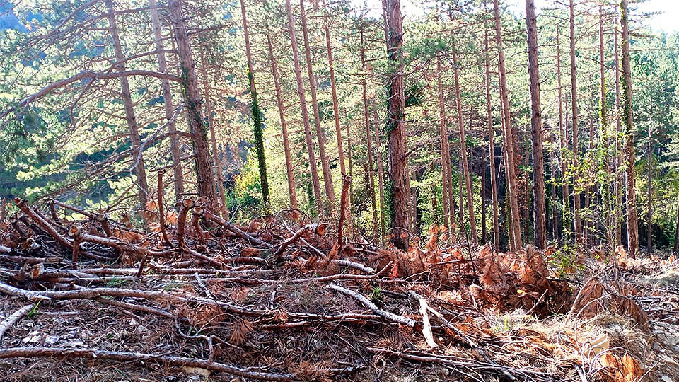 explotaciones forestales incendios