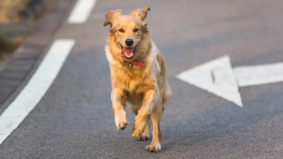 perro suelto via publica