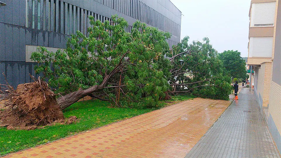 tudela tormenta arboles caidos