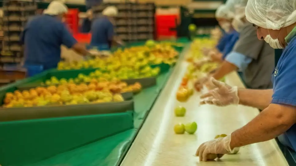 Personas trabajando como manipuladores de producción en el sector de la alimentación