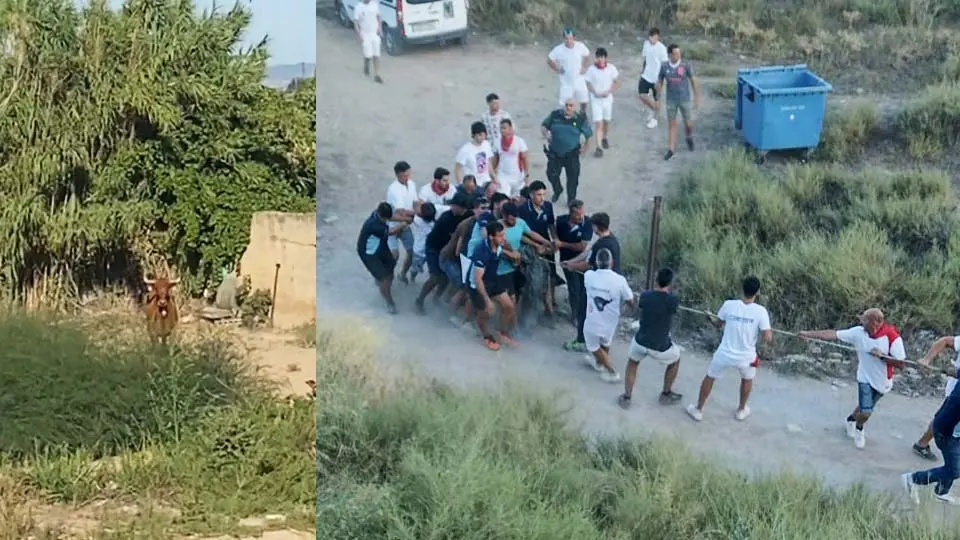 Dos vacas huyeron este sábado de la plaza en Murchante