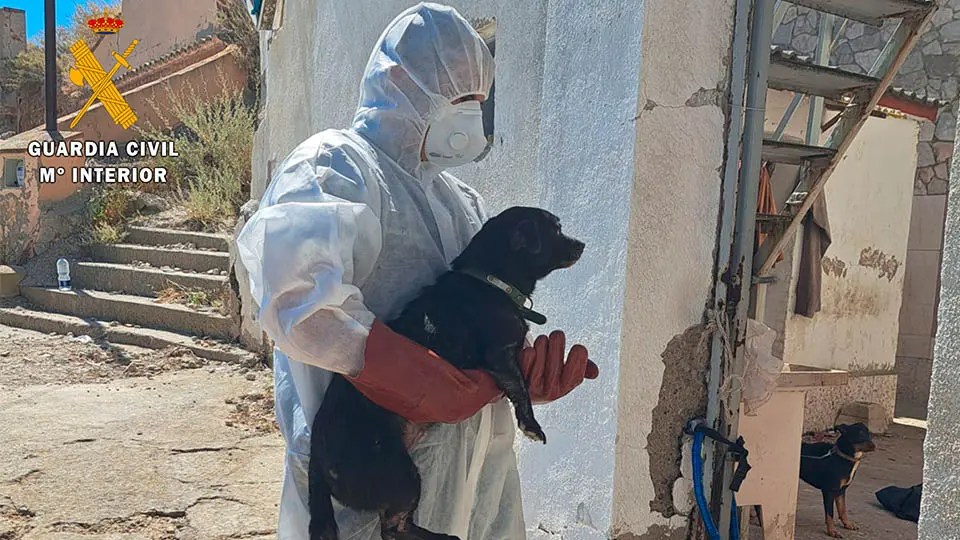 borja perros gatos recuperados