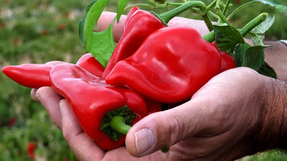 pimiento piquillo lodosa campaña2