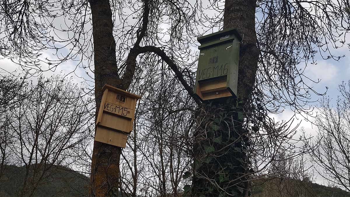 cajas nido para aves insectivoras