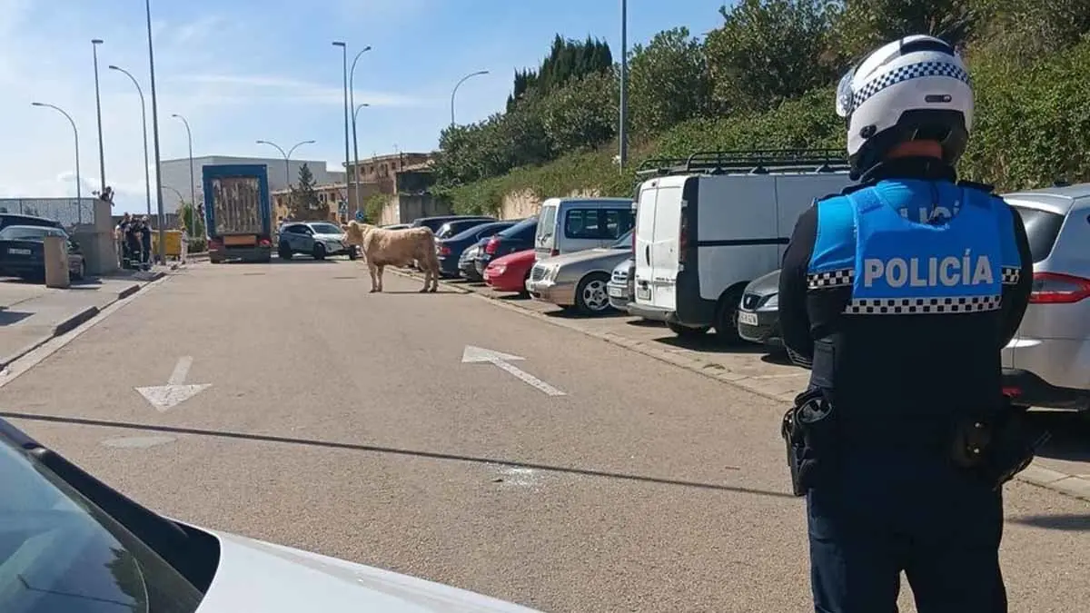 Ternero en el momento de ser acorralado por la policía