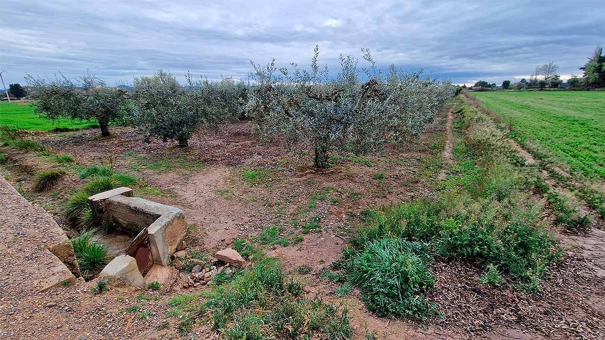 campo de olivos camino gardachales3