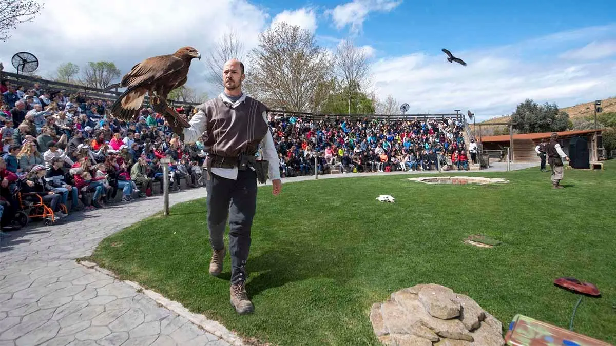 sendaviva exhibicion de vuelo de aves rapaces