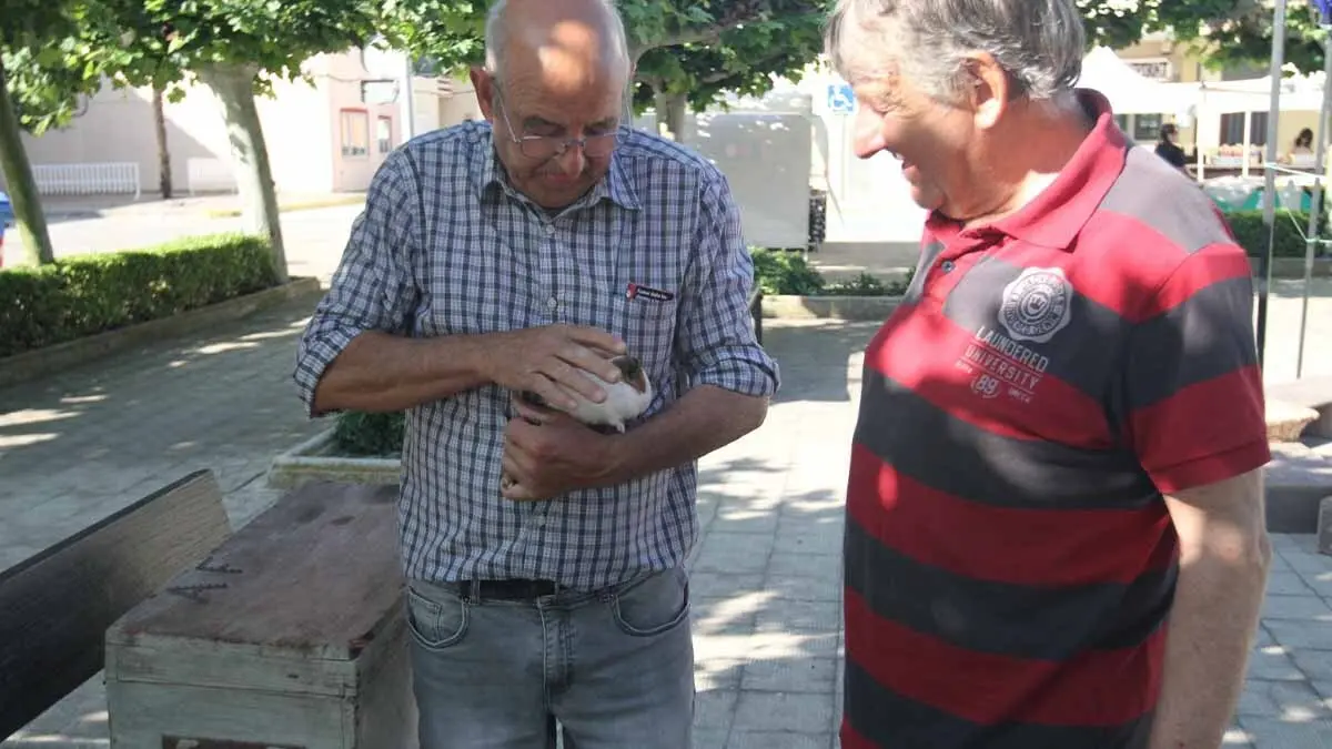 Día del Tomate Rosa de Cortes 2025 (7)