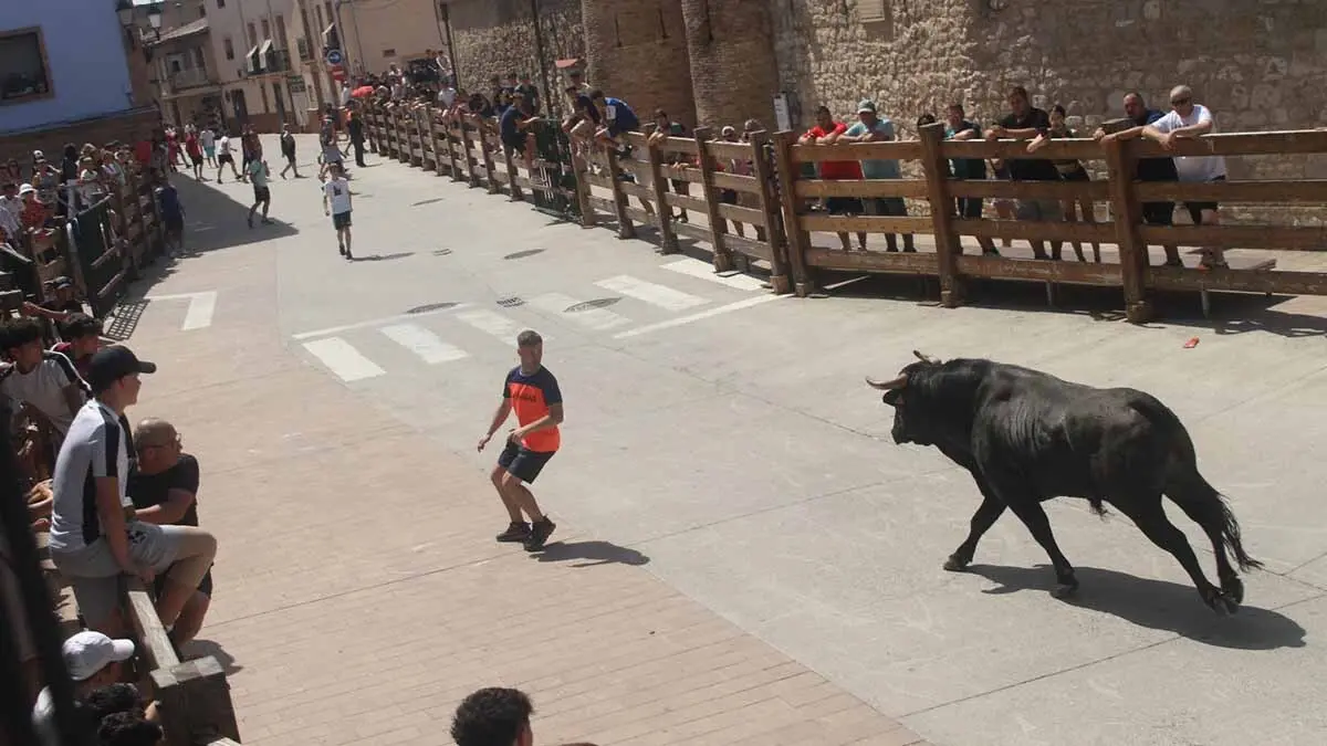 San Juan en Cortes -Trashumancia y vacas- 23-6-25 (2)