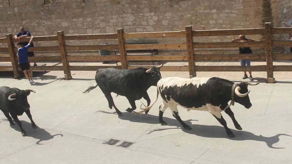 San Juan en Cortes -Trashumancia y vacas- 23-6-25 (3)