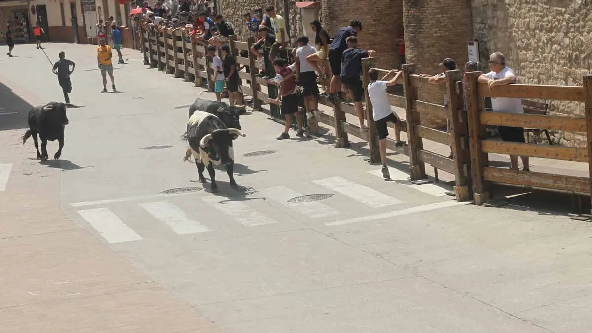 San Juan en Cortes -Trashumancia y vacas- 23-6-25 (4)