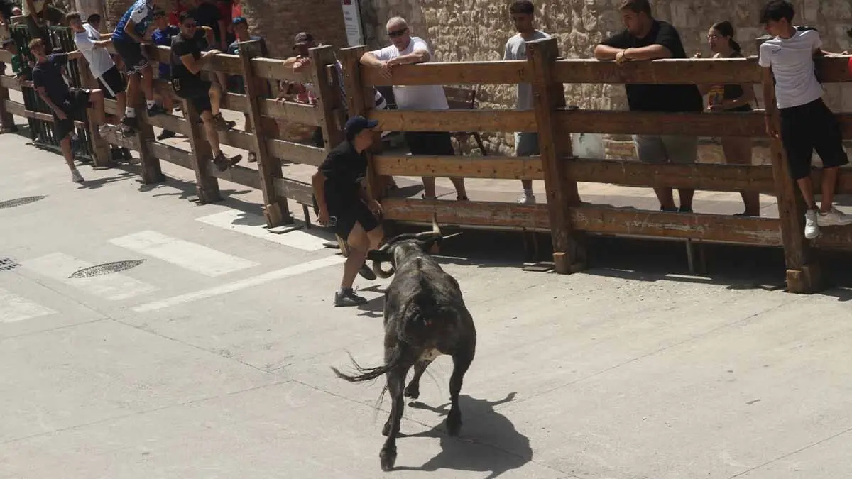 San Juan en Cortes -Trashumancia y vacas- 23-6-25 (6)