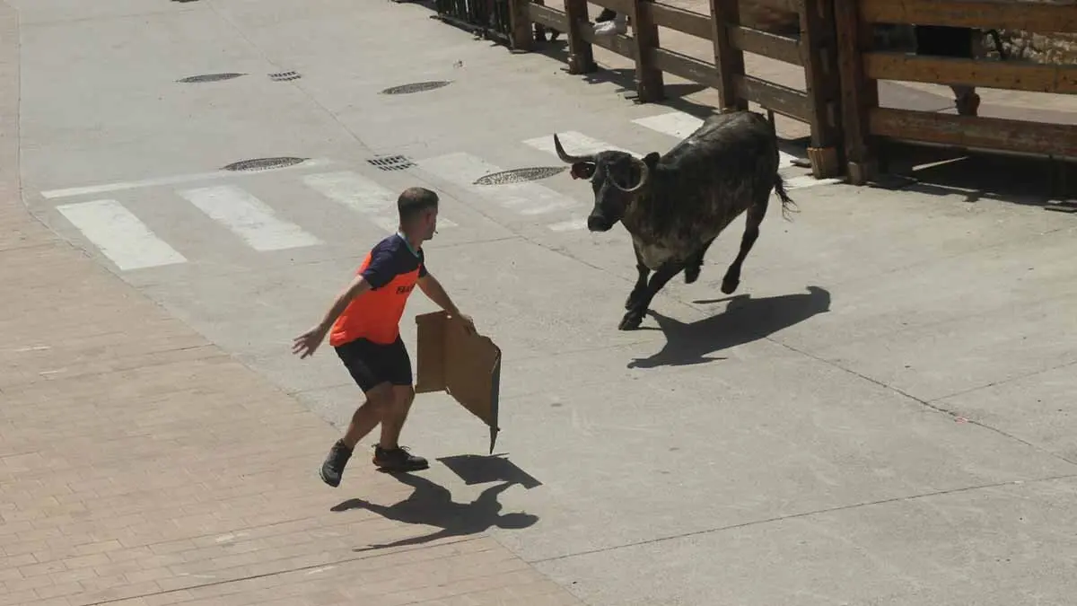 San Juan en Cortes -Trashumancia y vacas- 23-6-25 (9)