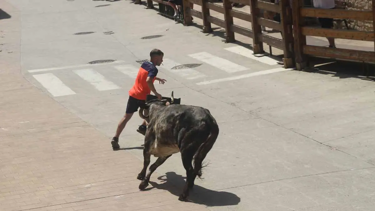 San Juan en Cortes -Trashumancia y vacas- 23-6-25 (10)