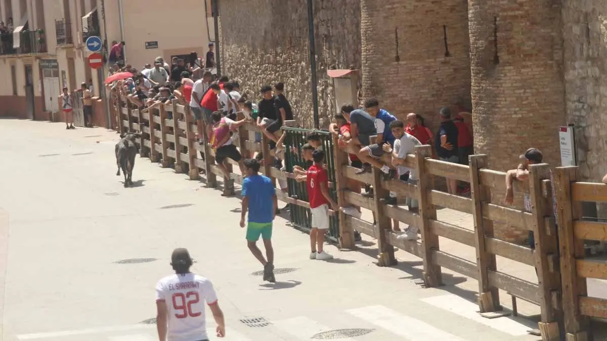San Juan en Cortes -Trashumancia y vacas- 23-6-25 (12)