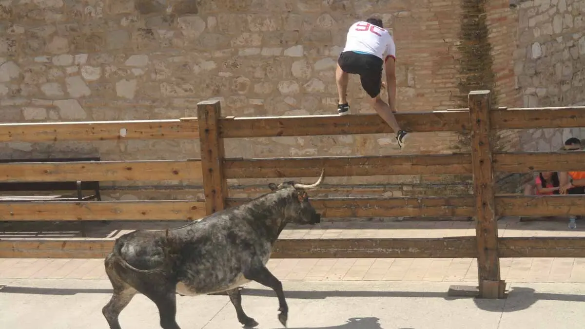 San Juan en Cortes -Trashumancia y vacas- 23-6-25 (14)