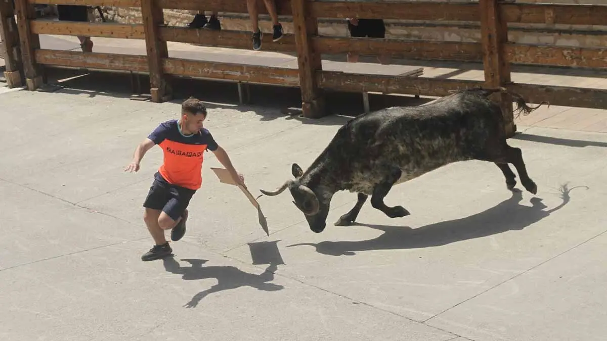 San Juan en Cortes -Trashumancia y vacas- 23-6-25 (15)