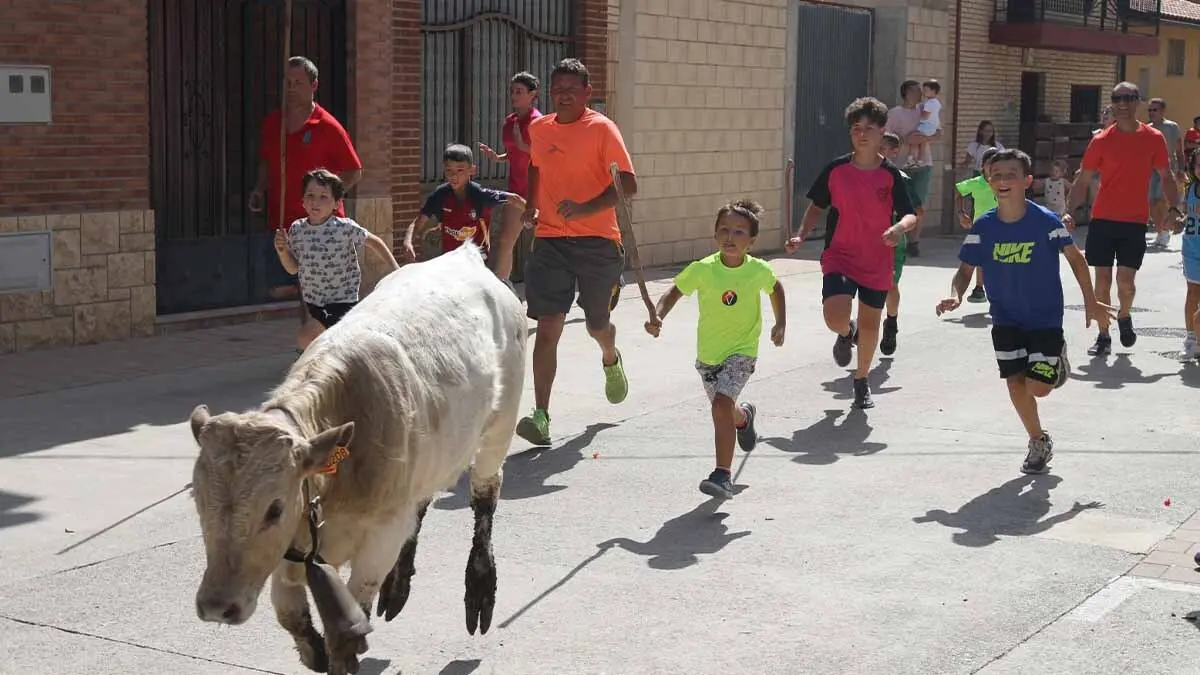 San Juan en Cortes -Trashumancia y vacas- 23-6-25 (18)