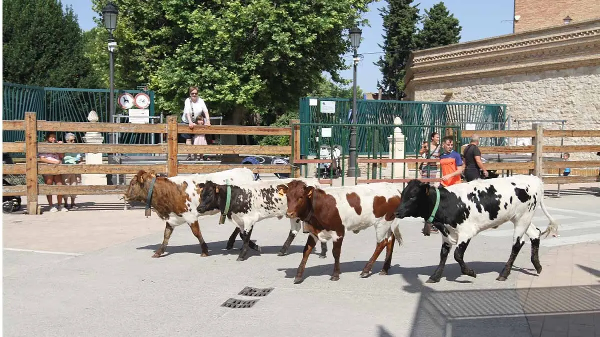 San Juan en Cortes -Trashumancia y vacas- 23-6-25 (17)